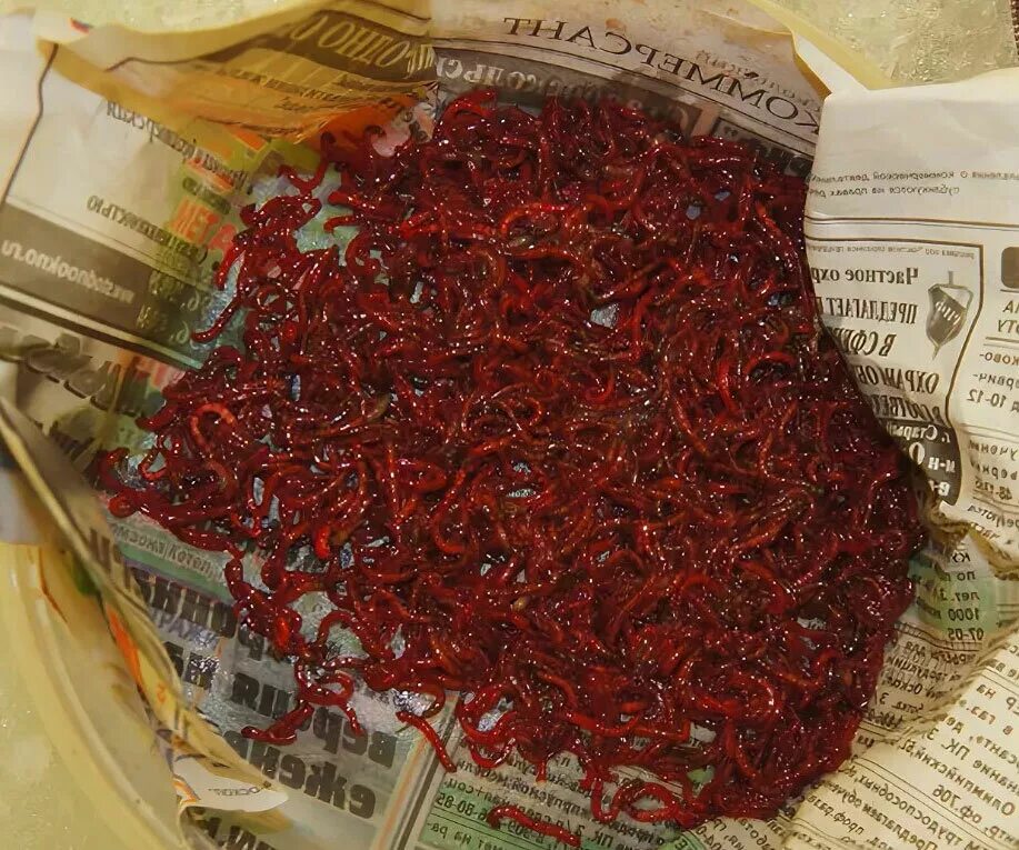 Хранение мотыля в домашних. Коробочка для мотыля. Мотыль длительного хранения. Хранение мотыля в домашних. Хранение мотыля в домашних.