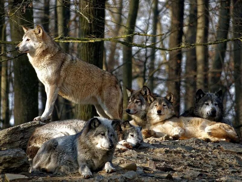 Отряд хищных млекопитающих волк. Стая Волков. Волк в дикой природе. Водятся ли волки