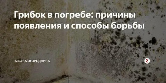 Грибок в подвале. Плесень черная подпол. Плесень в погребе. Привкус плесени