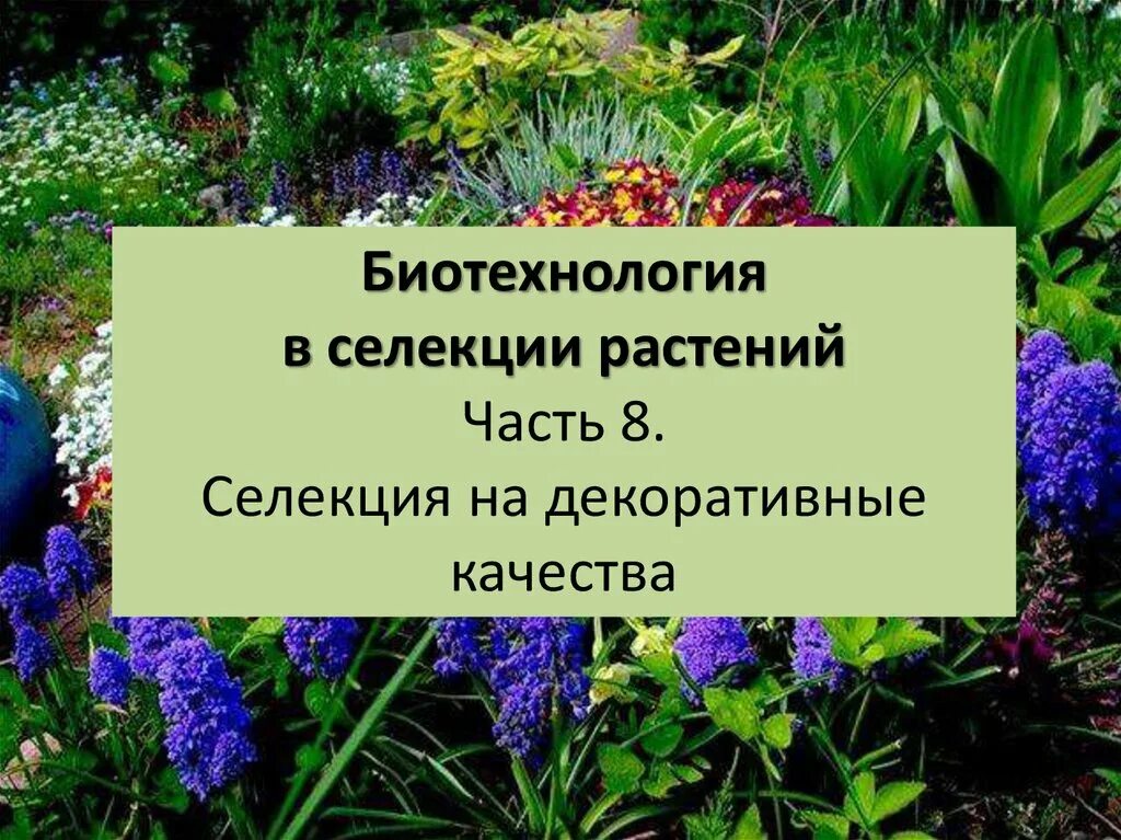 Методы биотехнологии растений. Селекция декоративных растений. Биотехнология в селекции растений. Селекционеры декоративных растений. Методы селекции и биотехнологии.