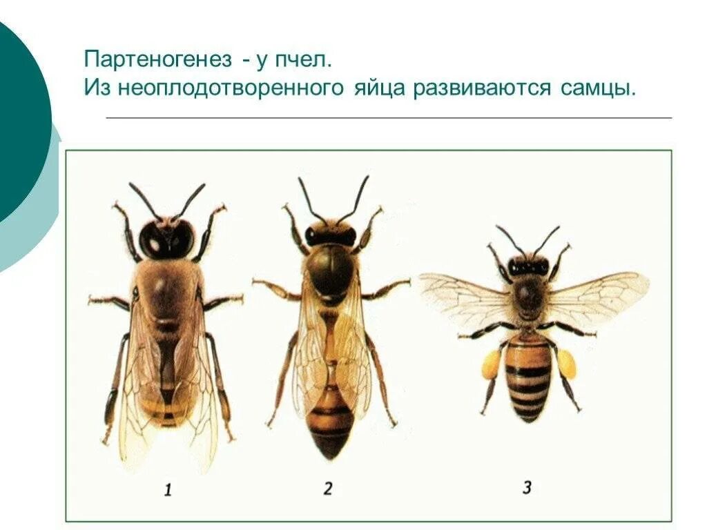 Размножается партеногенетически. Партеногенез у пчел схема. Размножение пчел партеногенез. Партеногенез у пчел. Рабочие пчелы развиваются из неоплодотворенных яиц.