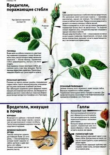 Болезни роз описание с фотографиями и способы