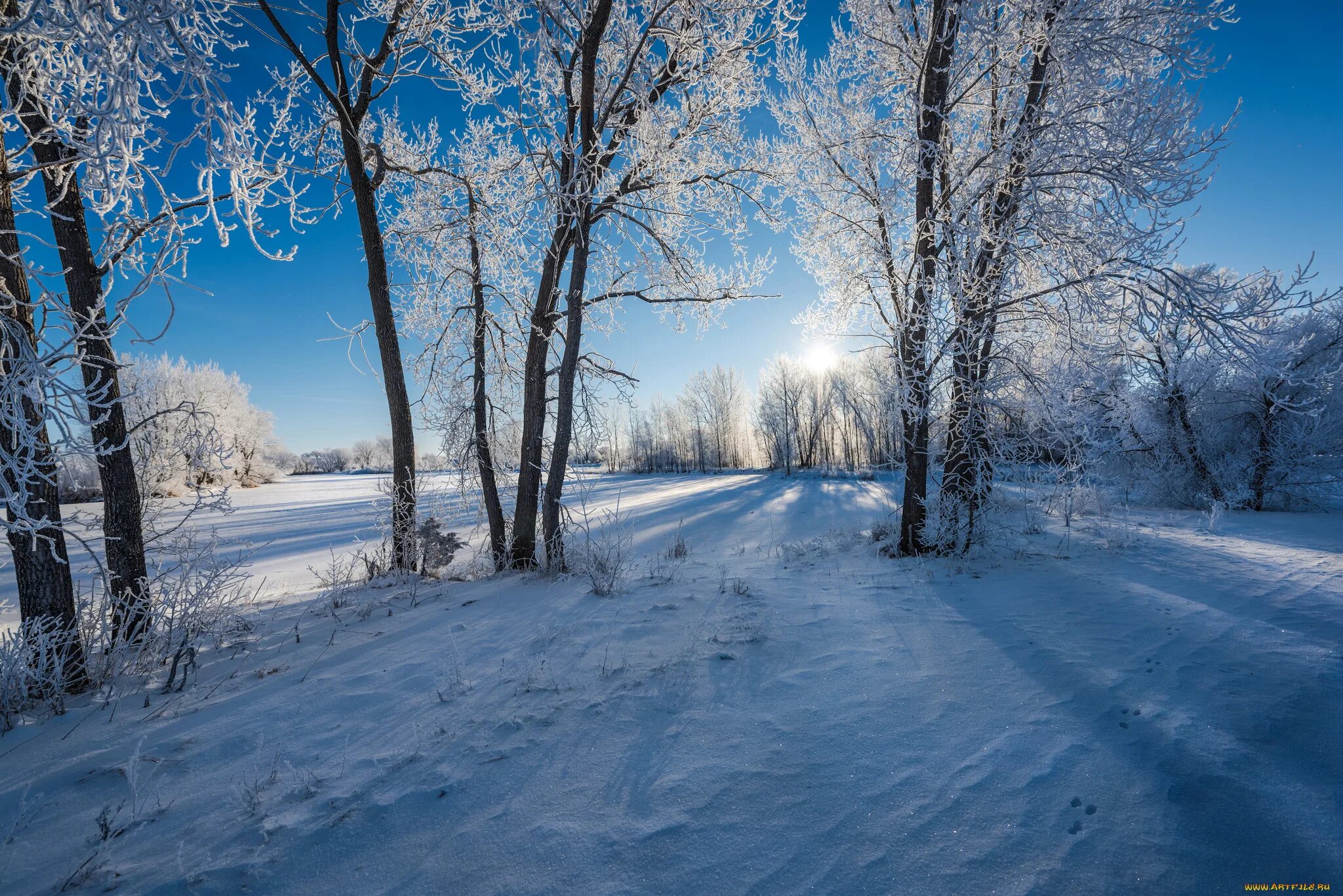 Снежная зима к какому лету. Зимняя природа. Природа Белоруссии зимой. Картины природа зимой. Белорусская природа зимой.