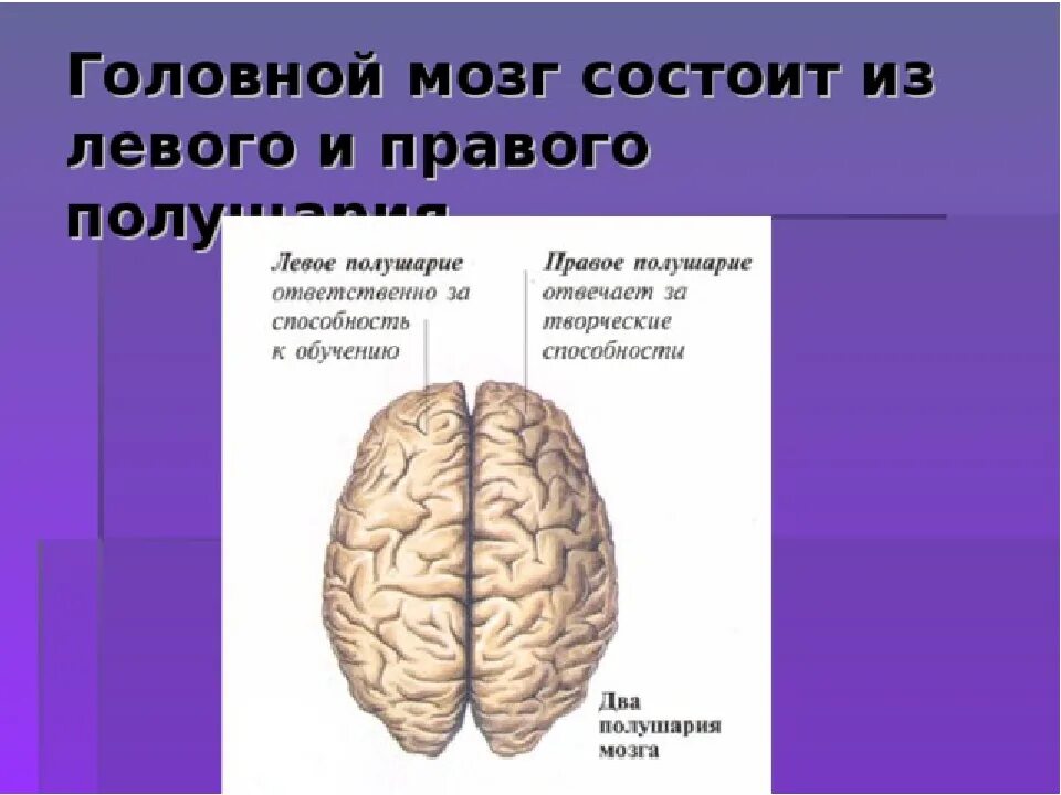 Полушарий мозга делятся. Левое полушарие мозга. Левое и правое полушарие мозга. Головной мозг левое и правое полушарие. Функции левого и правого полушария головного мозга.