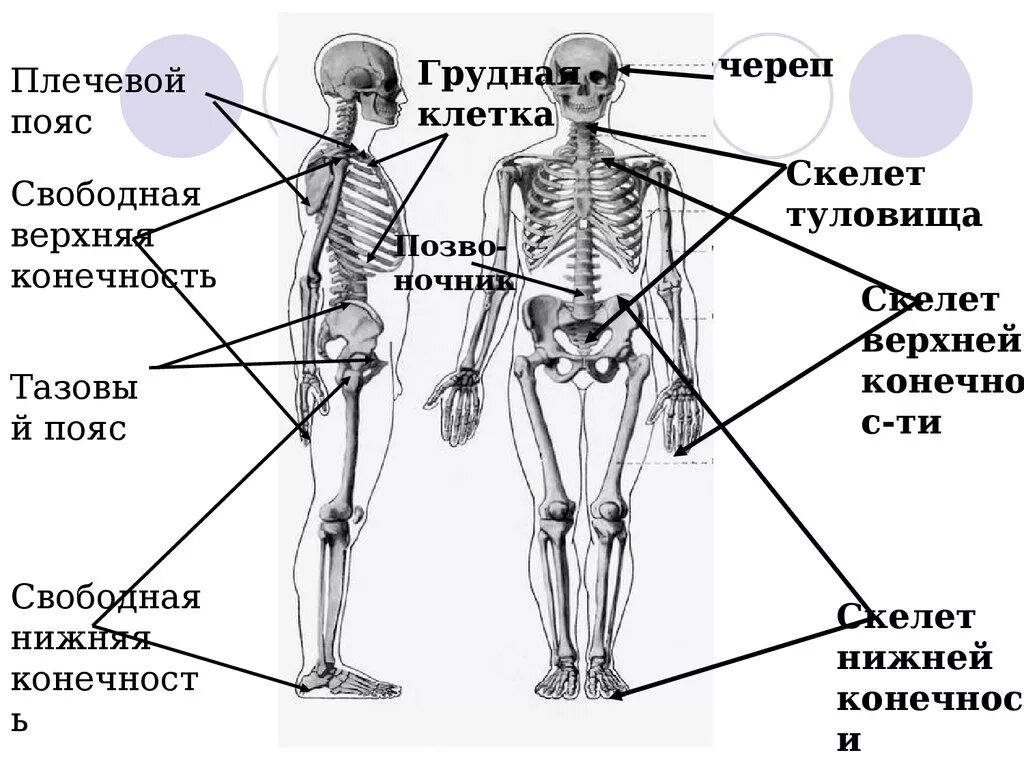 Скелет человека с названием костей. Части скелета туловища человека. Опорные точки скелета.