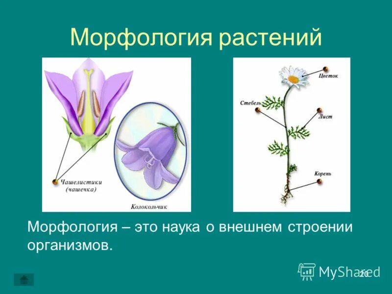 Наука о строении животных. Морфология это в биологии. морфология наука о биология. морфология это в биологии определение. разделы морфологии биология.