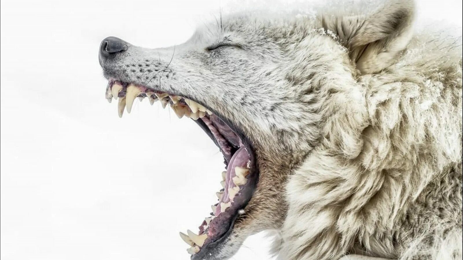 Оскал волка сбоку. Открытые волки. Полярный волк злой. Рыжий волк оскал. Открытые волки.