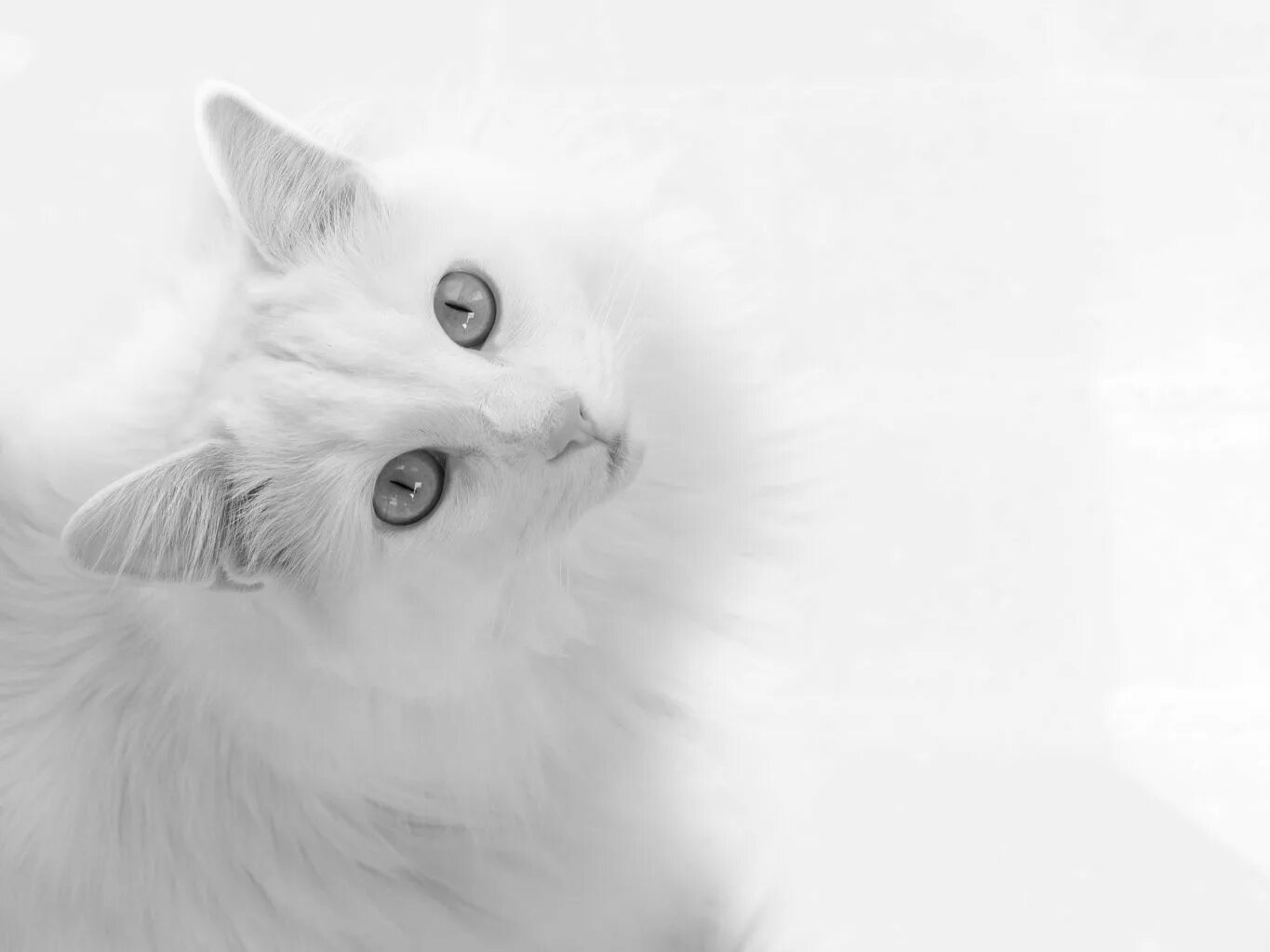 Обои белые кот. Кошка белая. белый котенок. белая кошка на белом фоне. котик на светлом фоне.