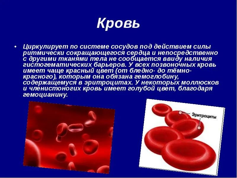 Кис крови. Кровь циркулирует по сосудам. Кровь циркулирует непрерывно. Почему кровь не циркулирует.