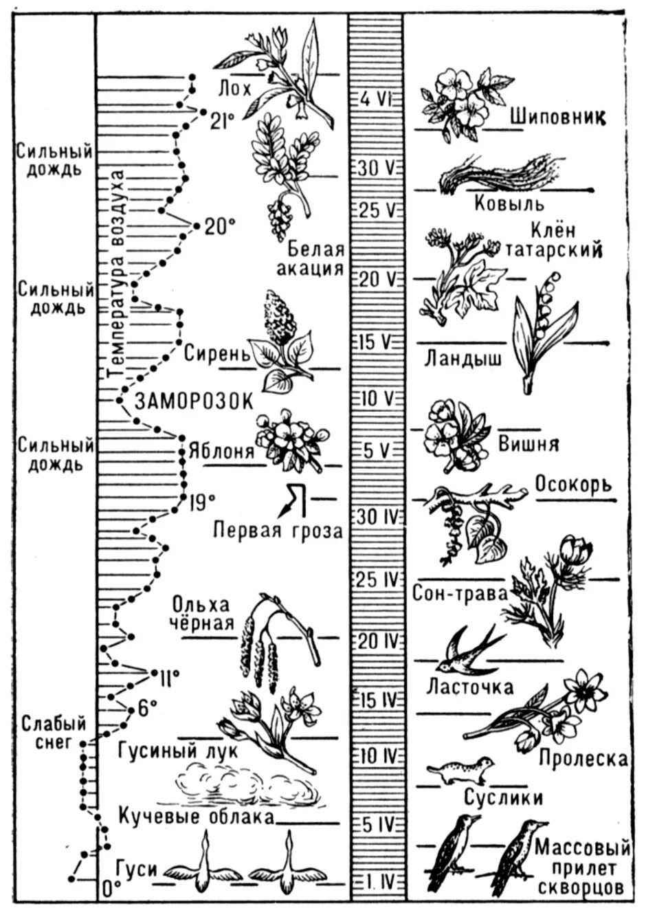 Фенологические в жизни растений. Фенология сезонные явления. Календарь фенологических наблюдений. Календарь природы фенологических наблюдений. Фенология растений таблица.