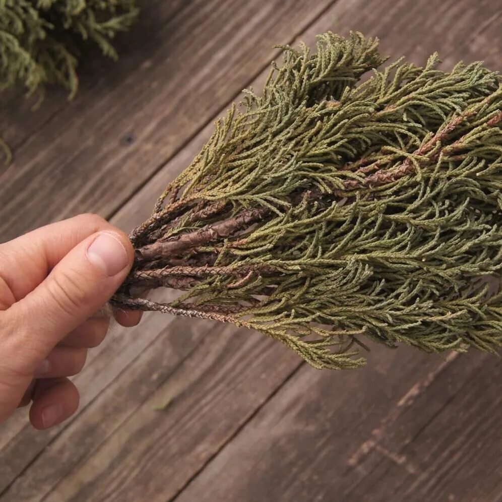 трава можжевельник магические свойства