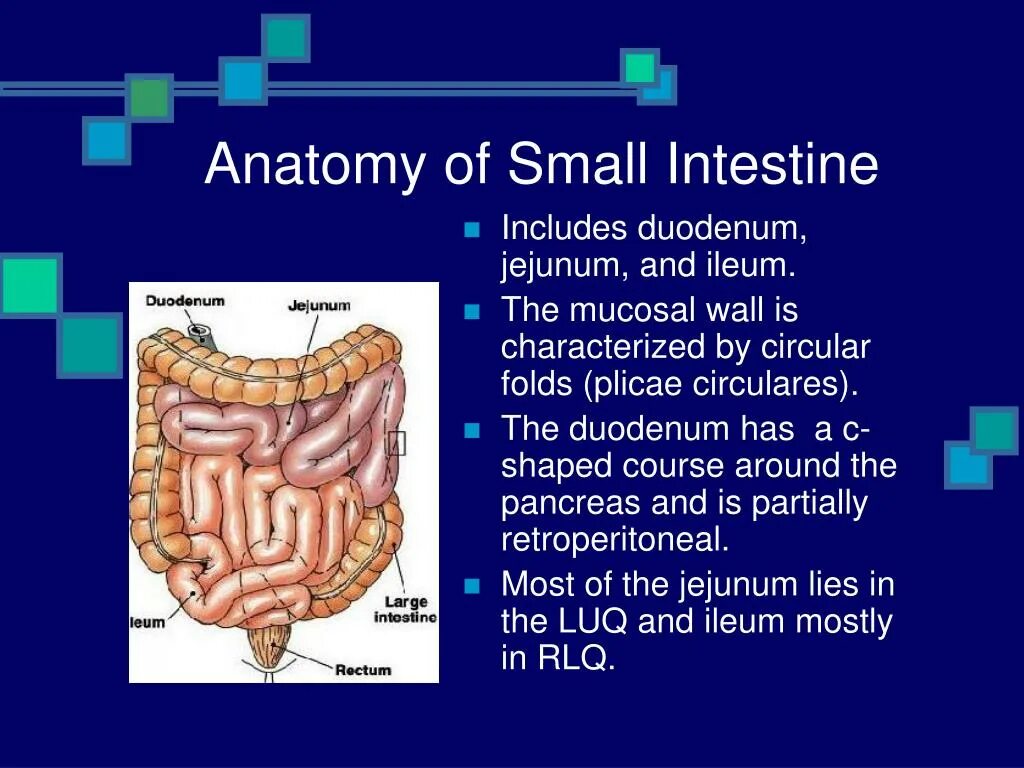 The duodenum is called so its length. The duodenum is called so its length