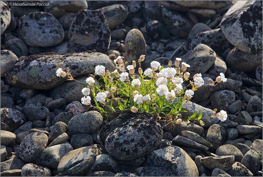 Кольская роса. Остров врангеля флора. Кольская роса. Кольская роса. Флора кольского полуострова.