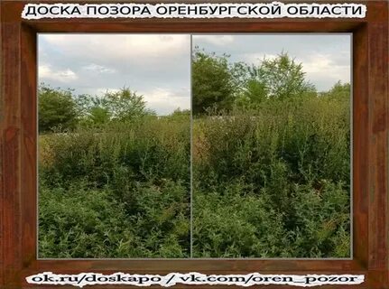 Росли осинки
