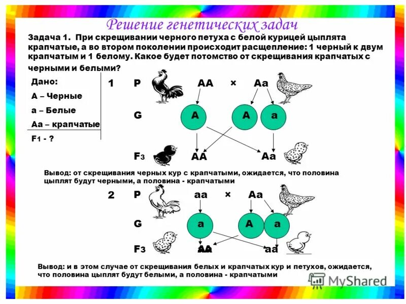 Решение генетических задач 9 класс биология. Решение задач по генетике потомство. Задачи генетика 9 класс.