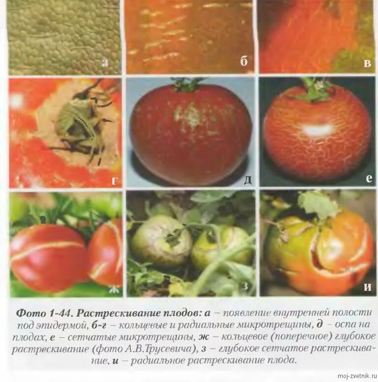Болезни томатов на плодах. Болезнь на плодах помидоров. Болезни плодов томатов описание с фотографиями. Пятна на плодах томатов. Болезни томатов в теплице описание с фотографиями