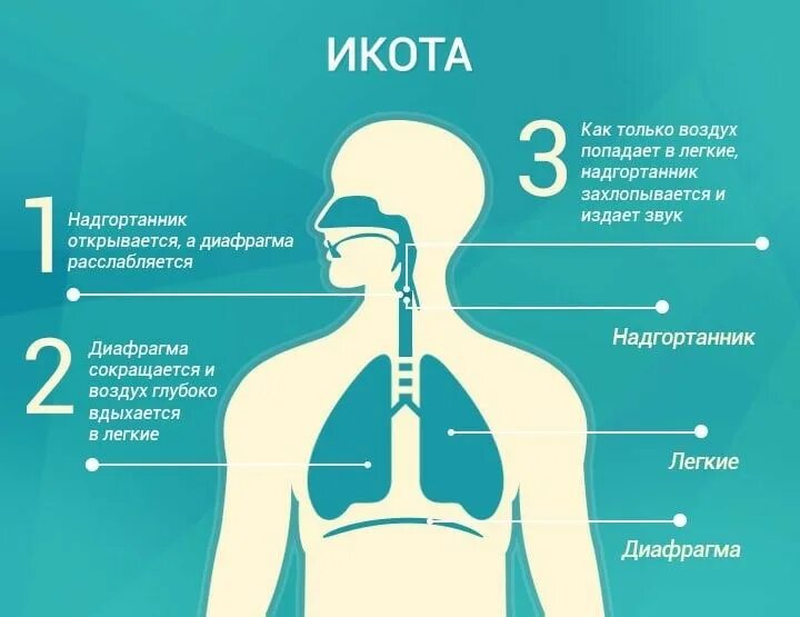 Едят ли легкие