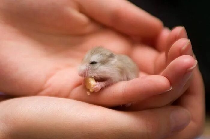 Pin on My pet one day.