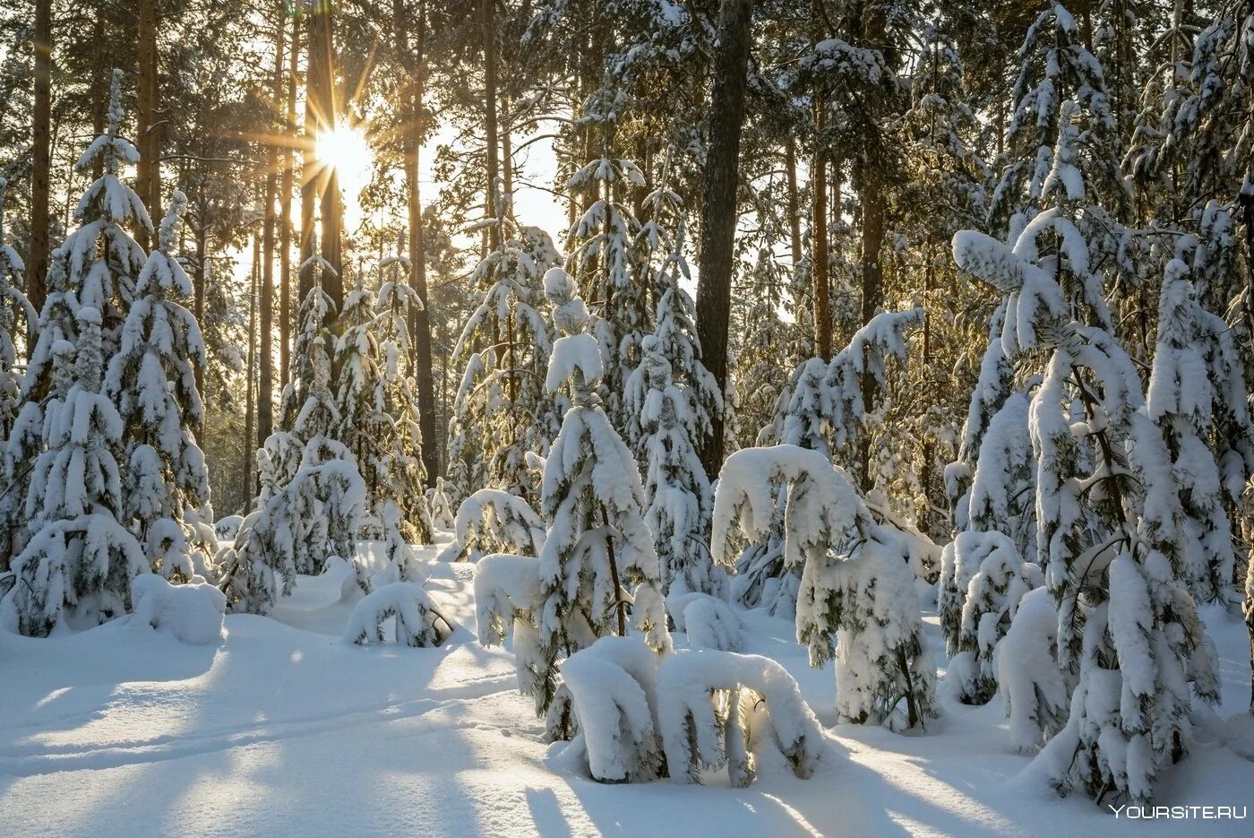 Зимний лес зимой. Заснеженный лес. Опушка леса зимой. Зимняя Лесная опушка. Зимняя Полянка в лесу.