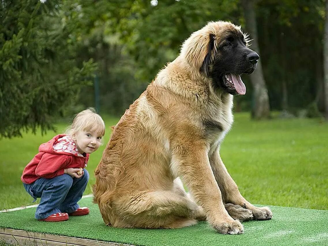Самая большая собака название. Леонбергер. Порода собак Леонбергер. Леонбергер большие. Леонбергер и тибетский мастиф.
