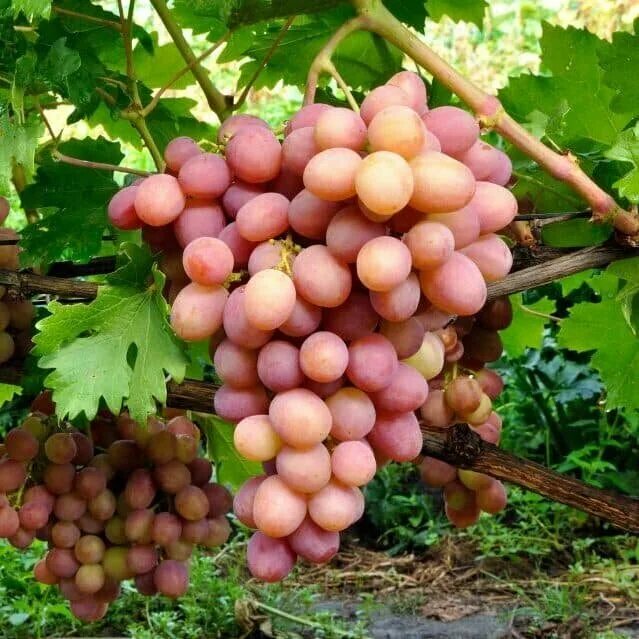 Самые вкусные сорта винограда Виноград VM Дзен