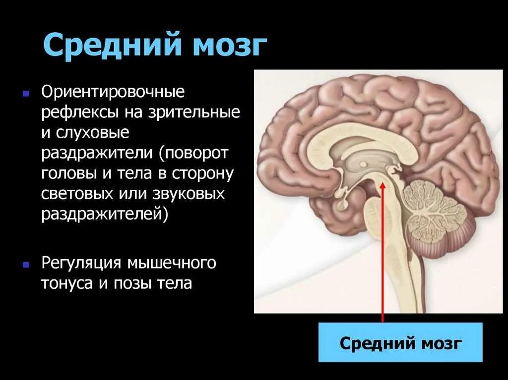 Какие рефлексы обеспечивает головной мозг. Центры ориентировочных зрительных рефлексов расположены в:. Центры слуховых ориентировочных рефлексов находятся в. Ориентировочные рефлексы среднего мозга. Средний мозг ориентировочные рефлексы.