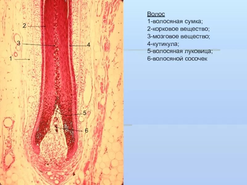 Строение кожи эпидермис дерма. Структура кожи биология 8 класс. Волосяная сумка. Волосяная луковица фото. Волосяная сумка.