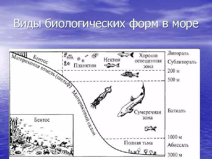 Зоны жизни в океане. Планктон Нектон бентос схема. Распространение жизни в океане схема. Биологическая структура океана. Распространение животных в мировом океане