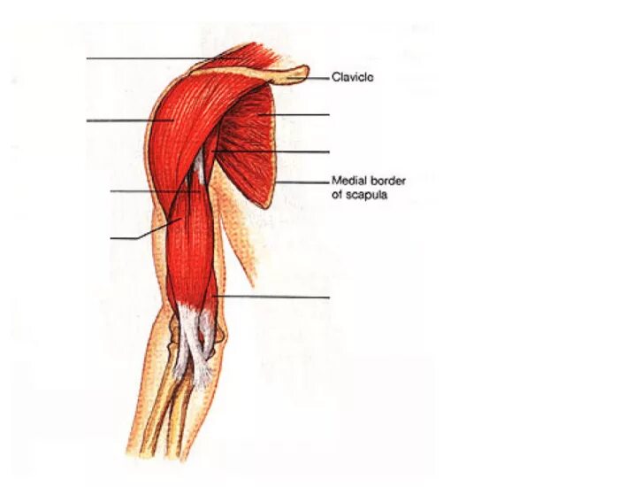 К чему крепится бицепс. Двуглавая мышца плеча анатомия. Мышцы плеча передняя группа анатомия. Бицепс плеча анатомия. Бицепс плеча анатомия мышцы.