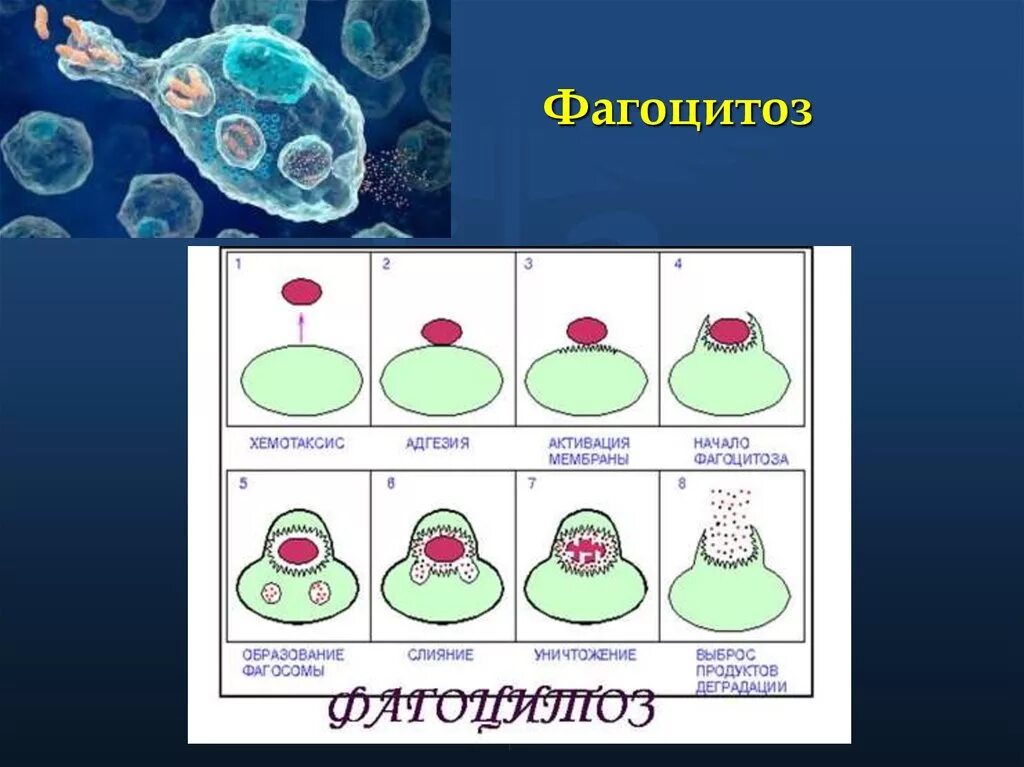 Прокариот способен к фагоцитозу