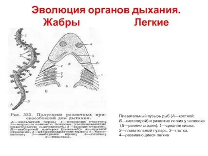 Легкие жабры