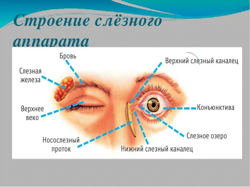 Слезный канал форум. Слезная железа и слезный мешок. Строение глаза слезный мешок , железа. Структуры слезного аппарата анатомия. Слезный аппарат глаза слезная точка.