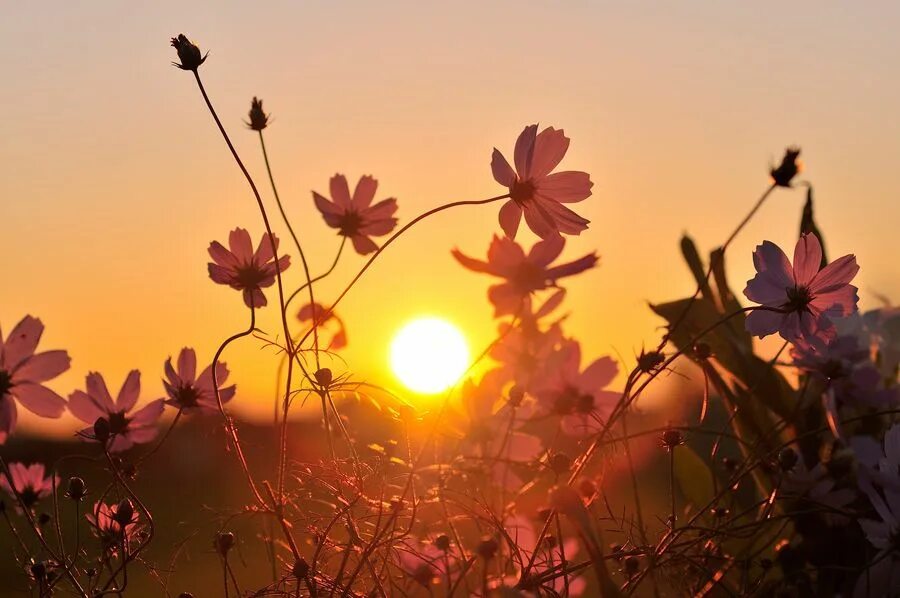 Цветы и солнце. Солнечный цветок. Цветы на рассвете. Восход цветы. Там живет солнце