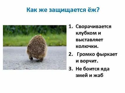 Свойства ежа