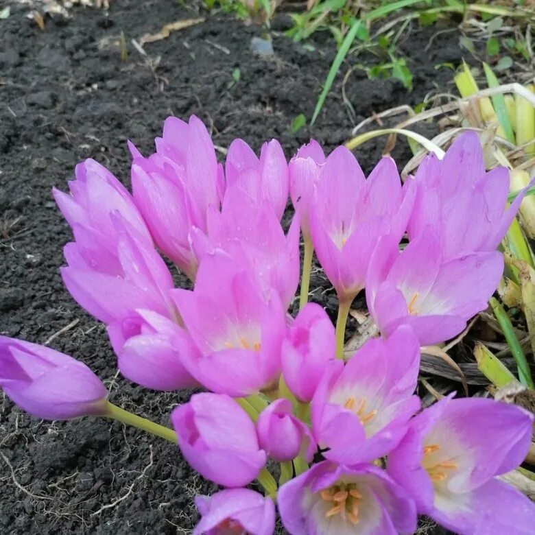 Луковицы Крокус Chipollino flowers купить по выгодной цене в интернет-магазине O