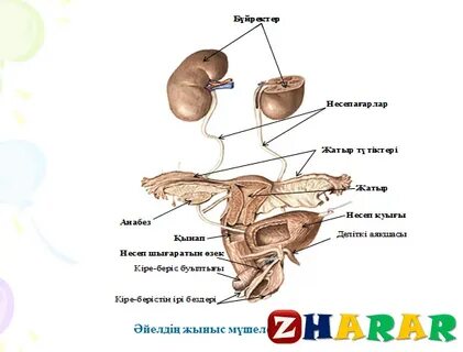Жетілген ерлердің жыныс мүшелерінің фотосуреттері