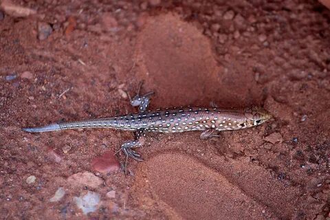 Gecko version