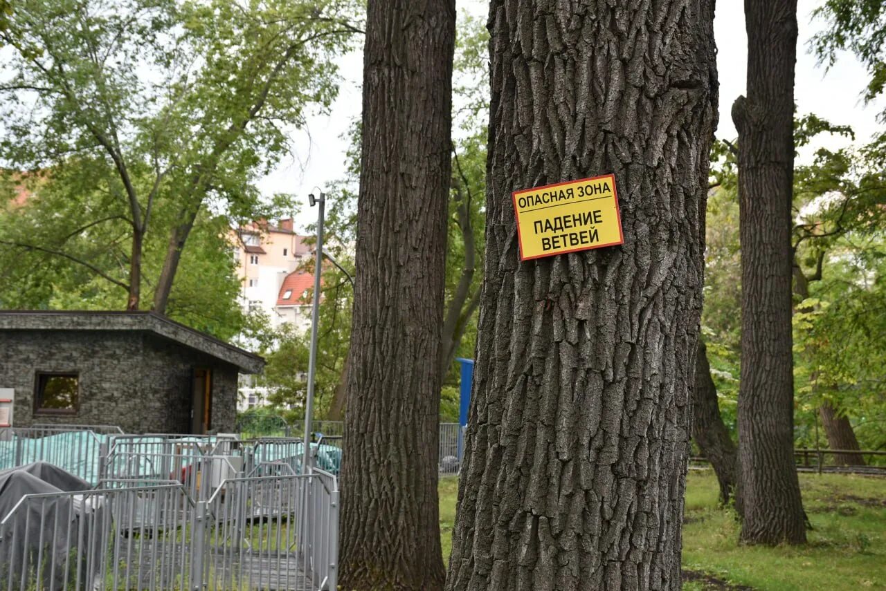 Городской парк Саратов. Дуб Саратовский городской парк. Зубцов городской парк. Горпарк Саратов открыт. Масленица в горпарке саратов 2024