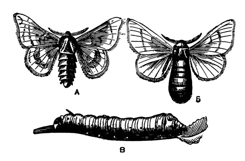 Какое развитие у шелкопряда. Тутовый шелкопряд самка и самец. Внешнее строение тутового шелкопряда. Тутовый шелкопряд строение. Тутовый шелкопряд гусеница.