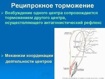 Функциональное значение возвратного торможения