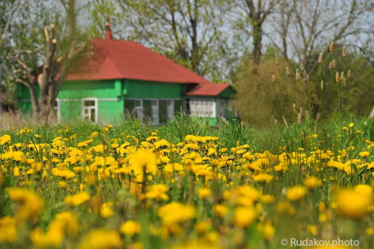 дом на траве. зеленая трава. светляковая трава. трава у дома хорошо. кудрявая трава для дома.