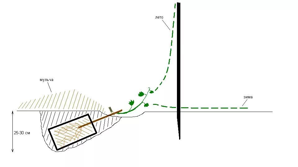 Траншея для винограда схема. Схема посадки саженцев винограда. Виноград схема посадки в средней полосе. Схема посадки виноградного саженца.