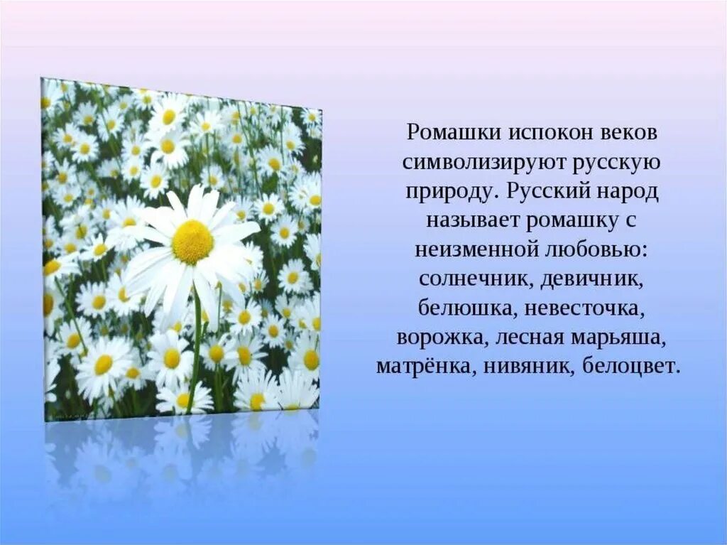 Ромашка символ России. Описание ромашки. Доклад про ромашку. Ромашка Полевая описание. Описание ромашки 3 класс по русскому языку