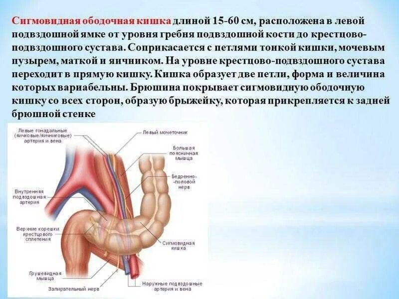 Сигмовидный отдел толстой. Отделы толстой кишки ободочная кишка. Сигмовидная кишка вид сбоку. Строение кишечника сигмовидная кишка. Дистальный отдел сигмовидной кишки анатомия.