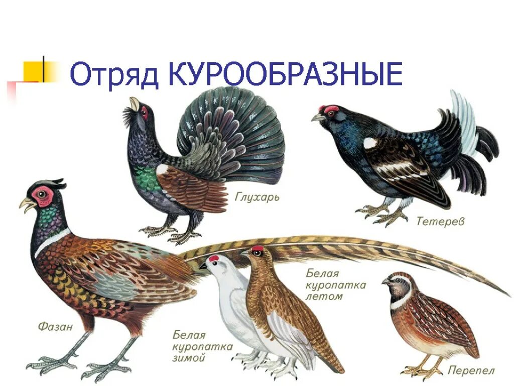 Отряд курообразных птиц. Отряд Курообразные (galliformes). Фазан тетерев Глухарь. Представители курообразных птиц. Различия птиц