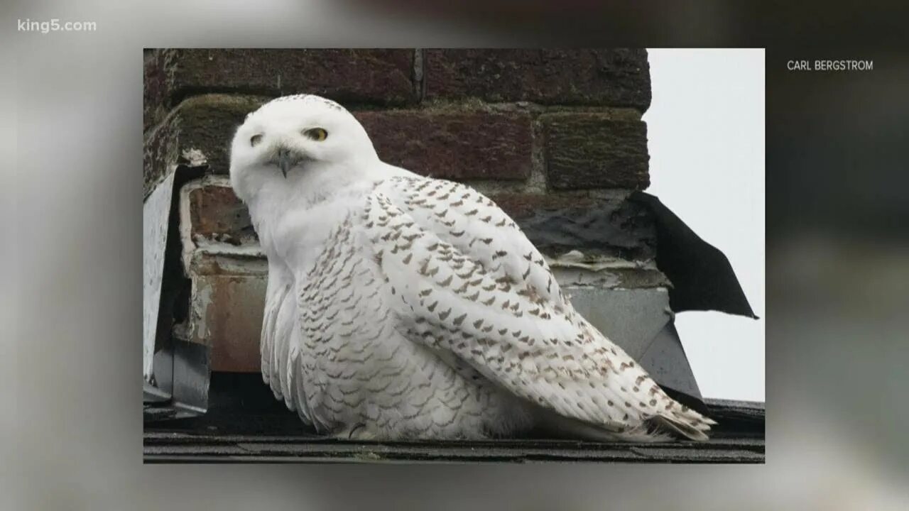 Белая сова бул космонавтов 1 фото Snowy Owl Photography White