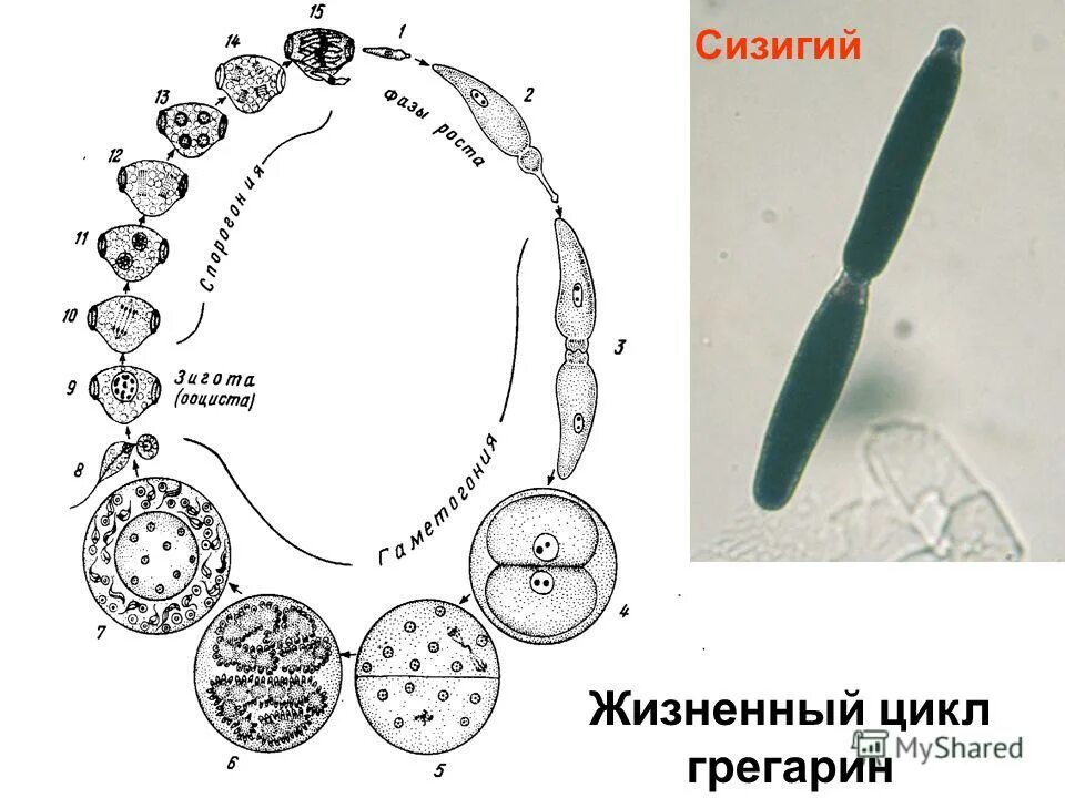 Жц грегарины. Жизненный цикл грегарины. Gregarina sp жизненный цикл. Жизненный цикл грегарины. Эктоплазма грегарины.