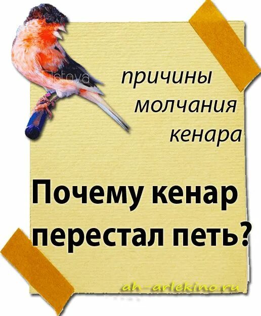 Почему кенар перестал петь. Почему кенар перестал петь. Краснодеревная канарейка. Когда линяют кенары в домашних. Почему кенар перестал петь.