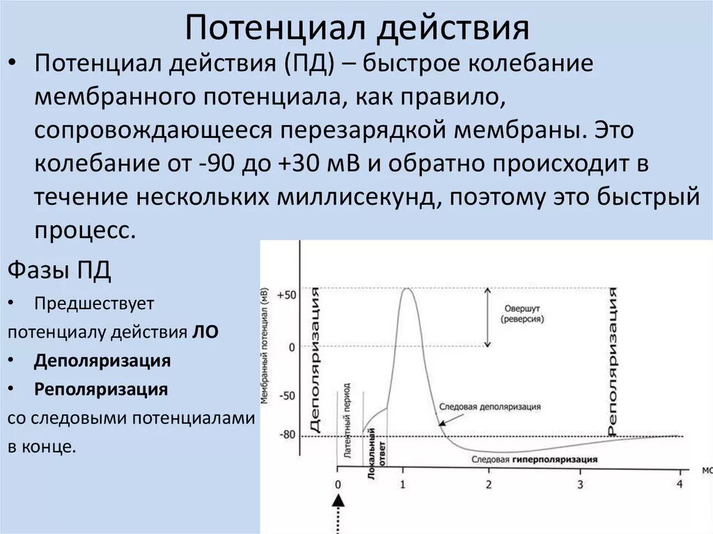 Изолирующая функция. Фаза реверсии потенциала действия. Потенциал действия график и фазы. Мембранный потенциал действия. Нисходящая фаза потенциала действия обусловлена.