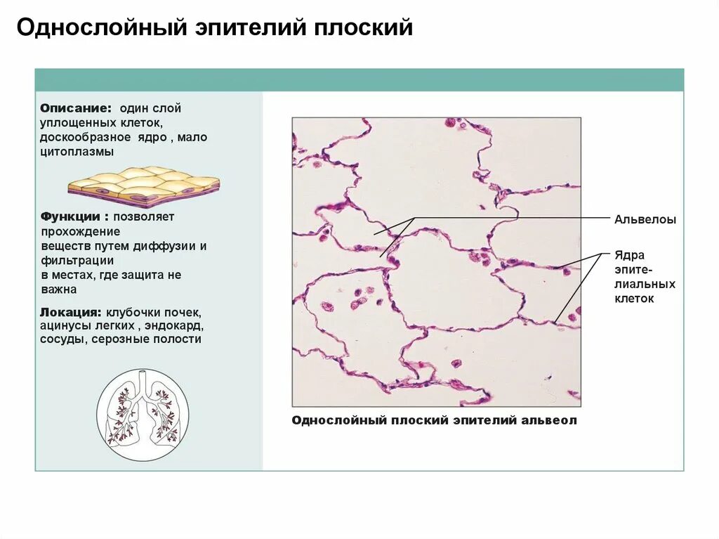 Однослойный эпителий где находится. Однослойный плоский эпителий строение местоположение функции. Однослойный эпителий где находится. Однослойный эпителий где находится. Однослойный плоский эпителий мезотелий.